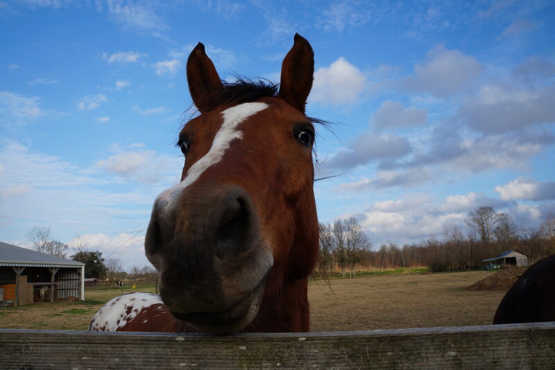 Brown Horse with White Blaze — Blue, Calm