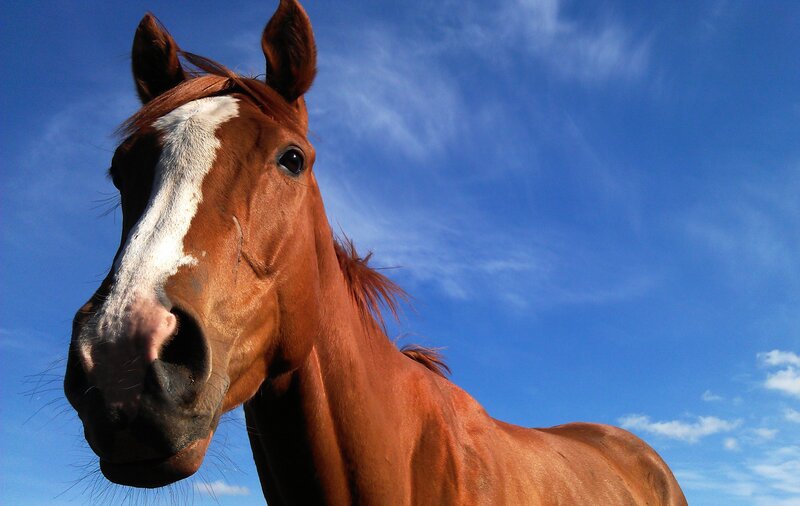 Brown Horse with White Blaze — Blue, Serene