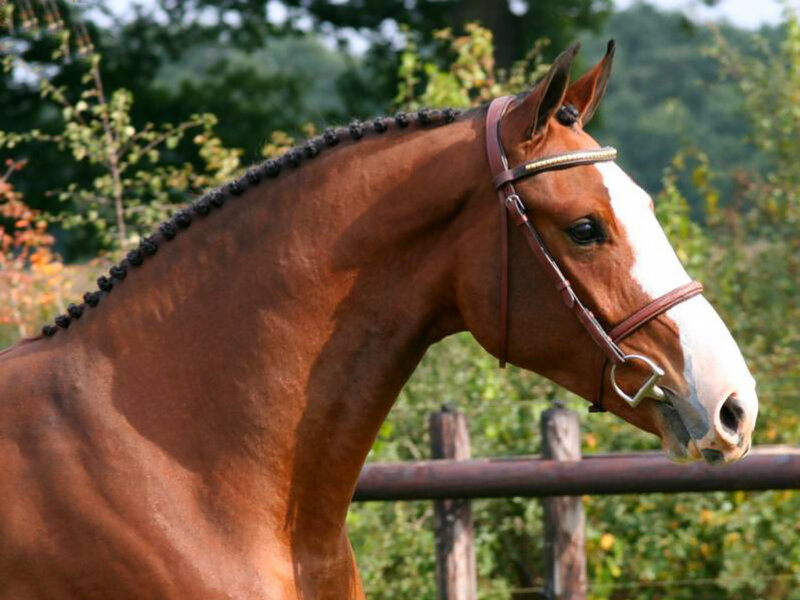 Brown Horse with White Blaze — Calm, Afternoon, Photograph, Bridle, Fence