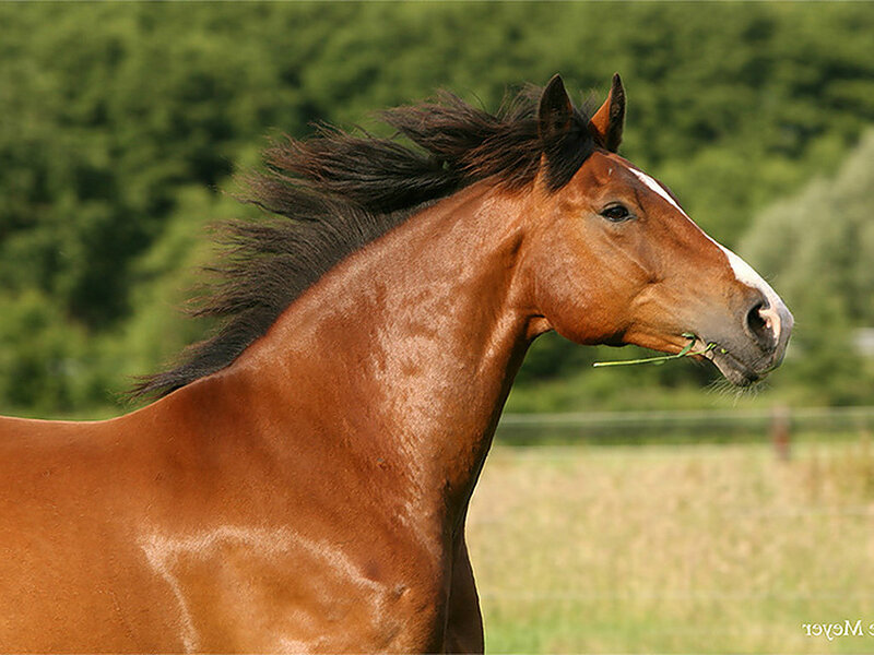 Brown Horse with White Blaze — Calm, Afternoon, Photograph, Grass