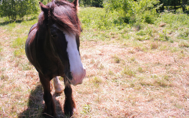 Brown Horse with White Blaze — Calm, Afternoon, Photograph, Grass, Trees