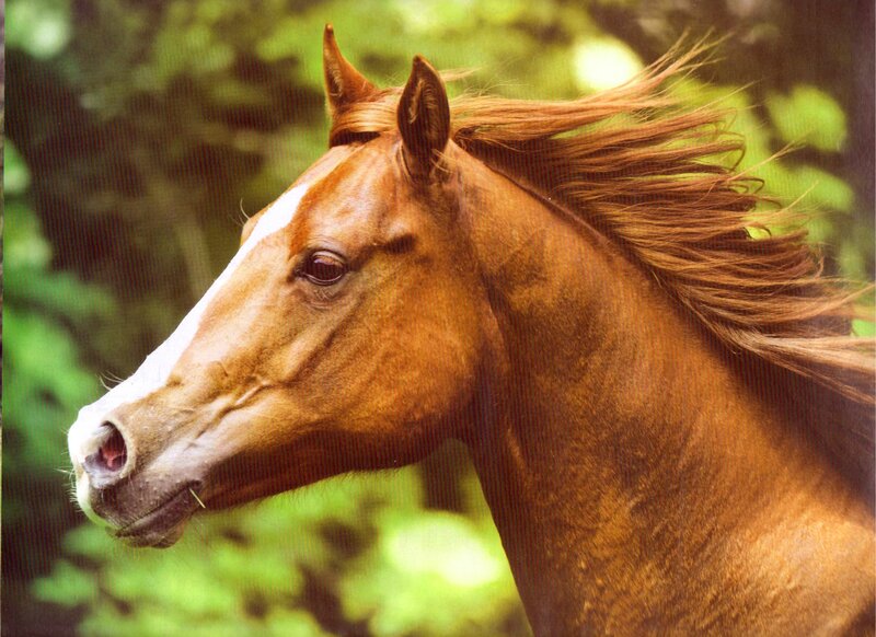 Brown Horse with White Blaze — Calm, Afternoon, Photograph, Green Foliage, Forest