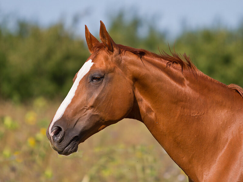 Brown Horse with White Blaze — Calm, Afternoon, Photograph, Green Trees