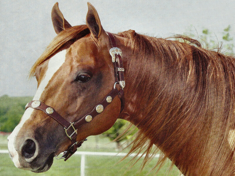Brown Horse with White Blaze — Calm, Afternoon, Photograph, Halter