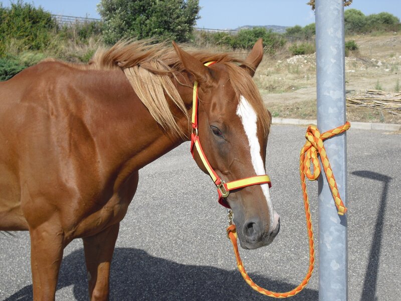 Brown Horse with White Blaze — Calm, Afternoon, Photograph, Pole