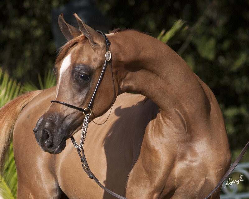 Brown Horse with White Blaze — Calm, Afternoon, Photograph