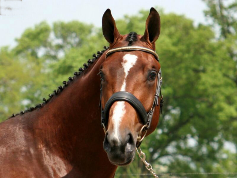Brown Horse with White Blaze — Calm, Afternoon, Photograph, Trees
