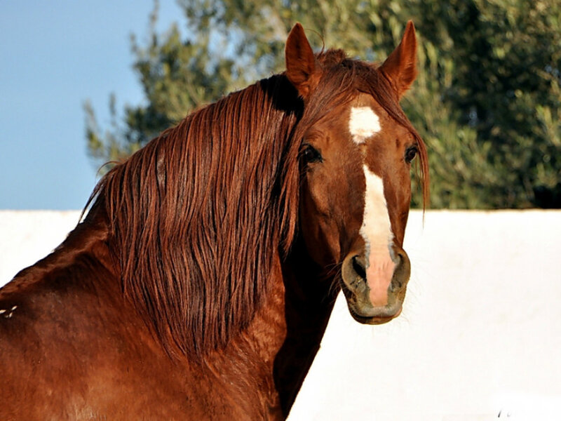 Brown Horse with White Blaze — Calm, Afternoon, Photograph, Trees, Wall