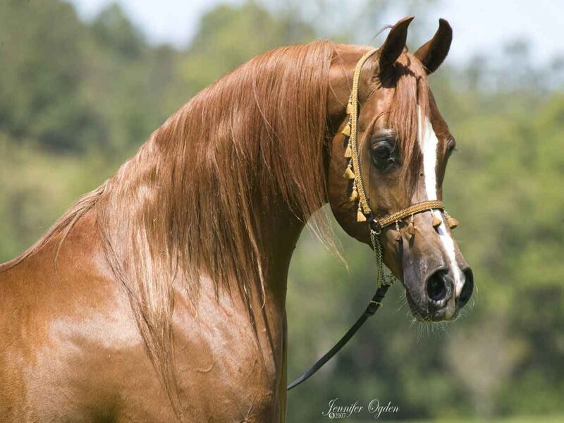 Brown Horse with White Blaze — Calm, Afternoon
