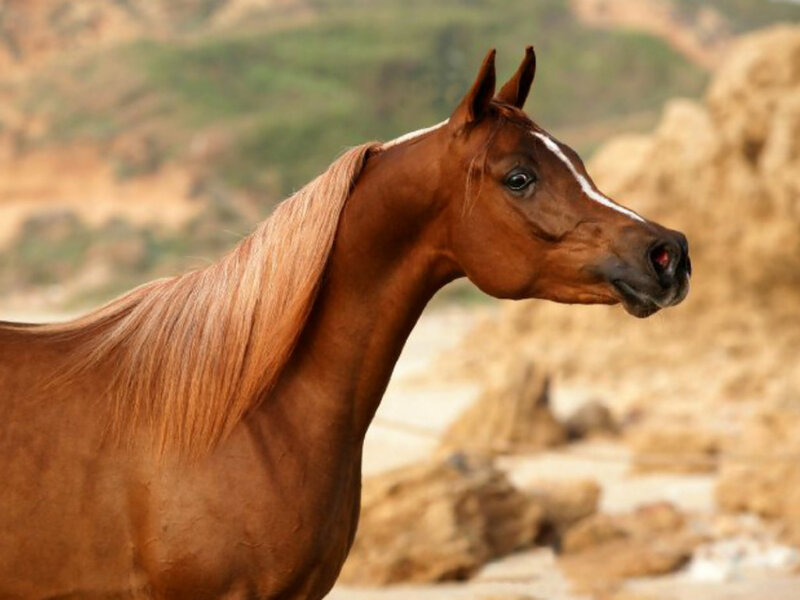 Brown Horse with White Blaze — Calm, Photograph