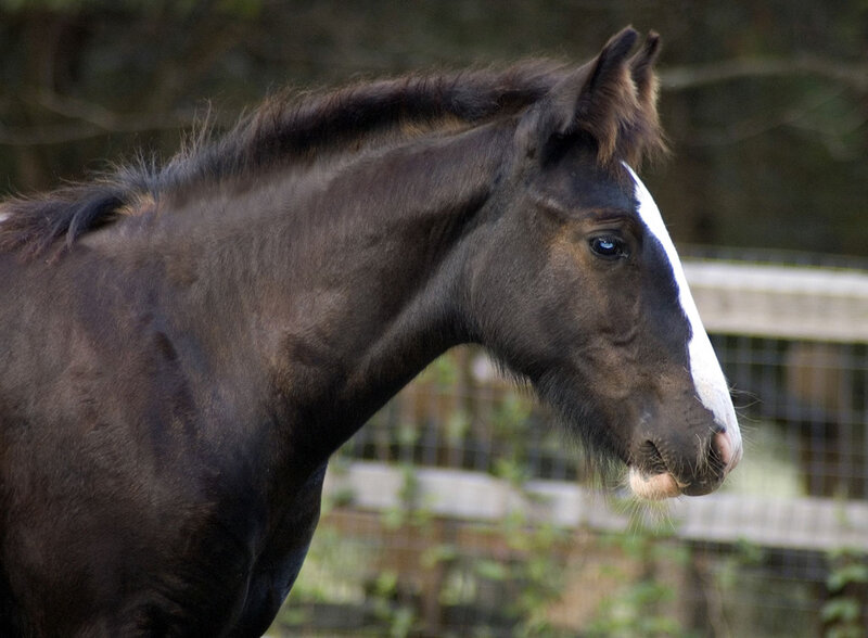 Brown Horse with White Blaze — Calm