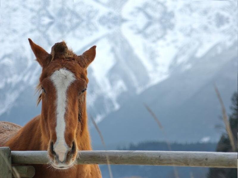 Brown Horse with White Blaze — Calm, Winter, Photograph, Mountains