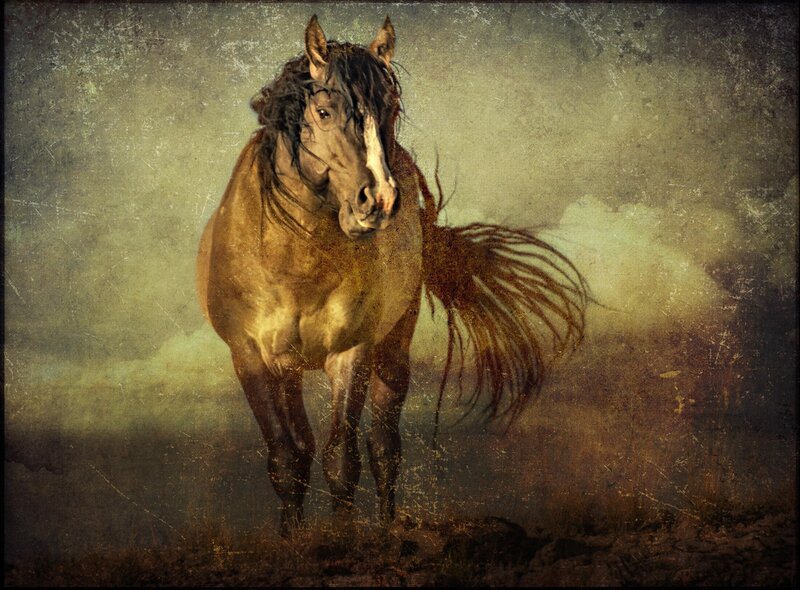 Brown Horse with White Blaze — Dramatic, Photograph, Tail