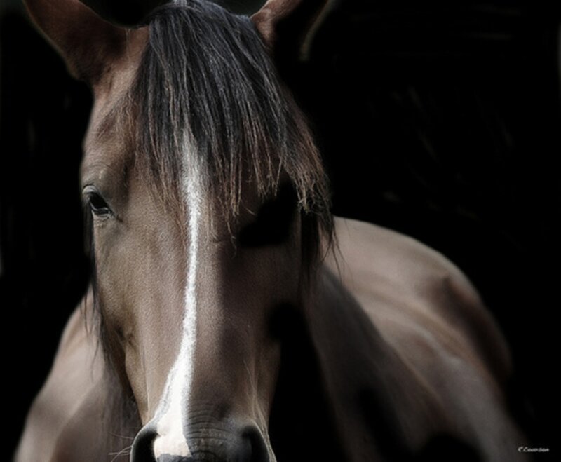 Brown Horse with White Blaze — Dramatic, Photograph