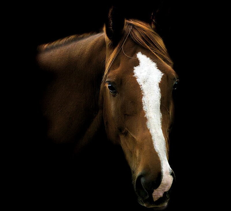 Brown Horse with White Blaze — Dramatic