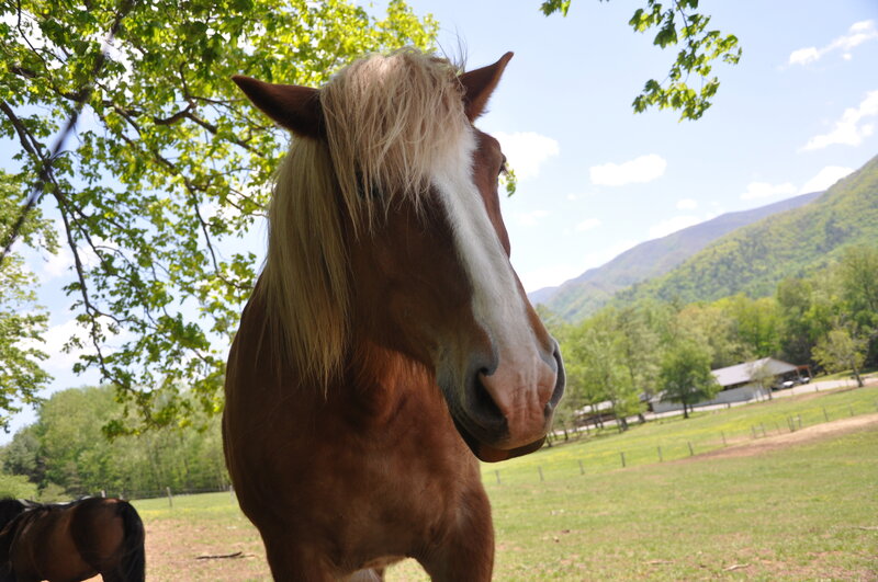Brown Horse with White Blaze — Green