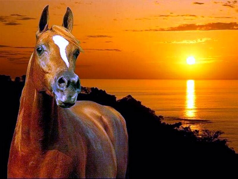 Brown Horse with White Blaze — Orange, Serene