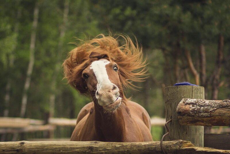 Brown Horse with White Blaze — Playful