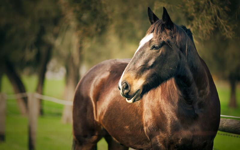 Brown Horse with White Blaze — Serene, Afternoon, Photograph
