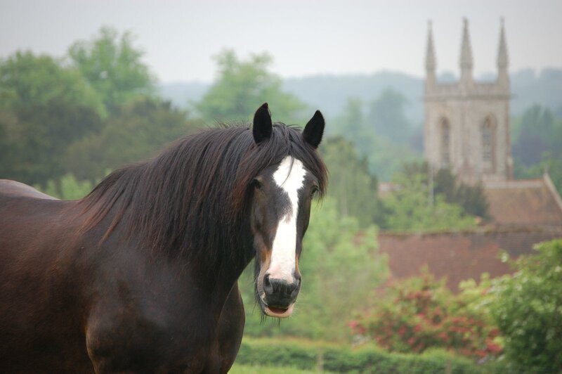 Brown Horse with White Blaze — Serene, Daytime
