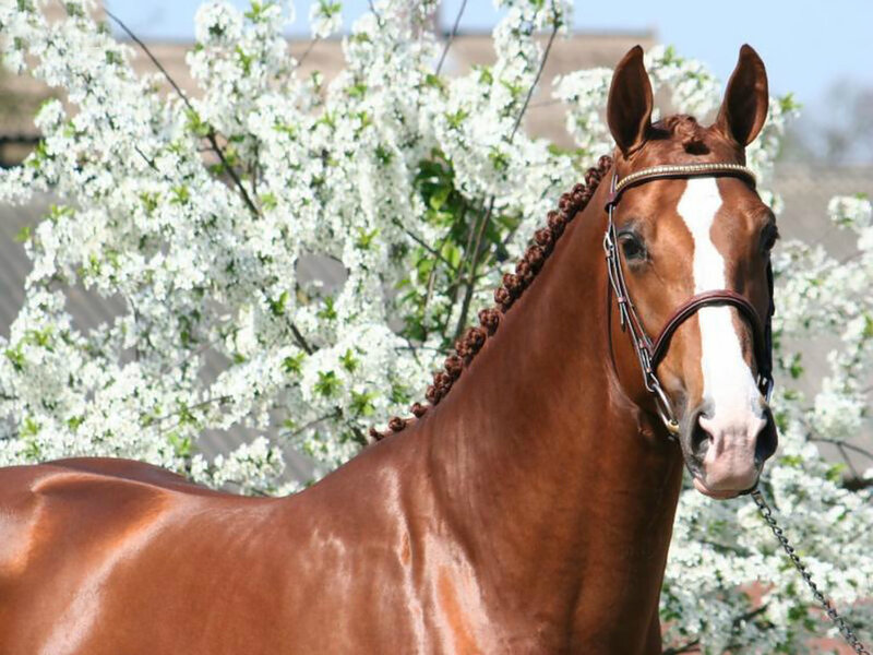 Brown Horse with White Blaze — Serene, Spring
