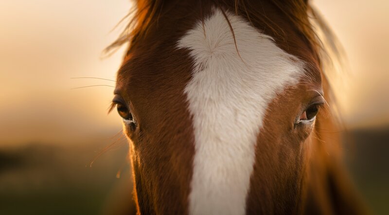 Brown Horse with White Blaze — Serene, Sunset