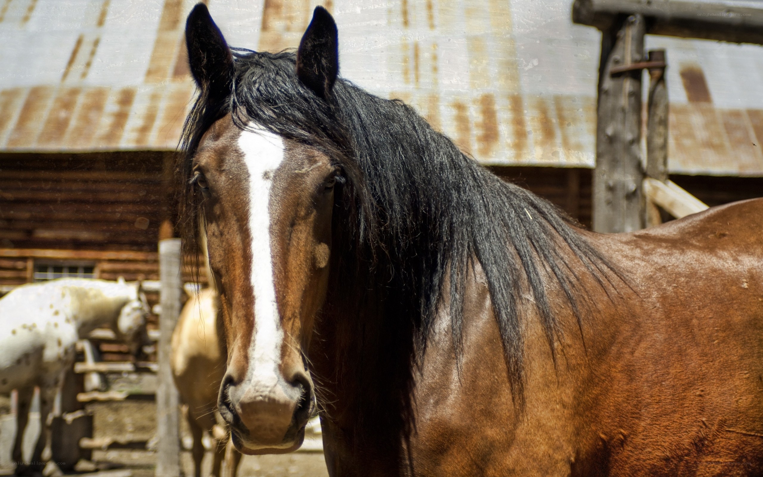 brown horse with white blaze