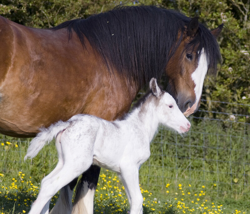 Brown Horse with White Foal