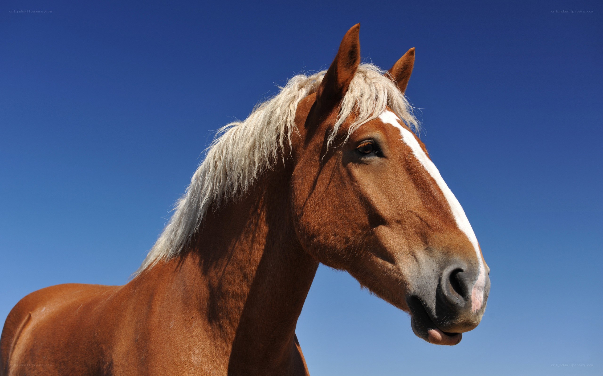 Brown horse with white mane