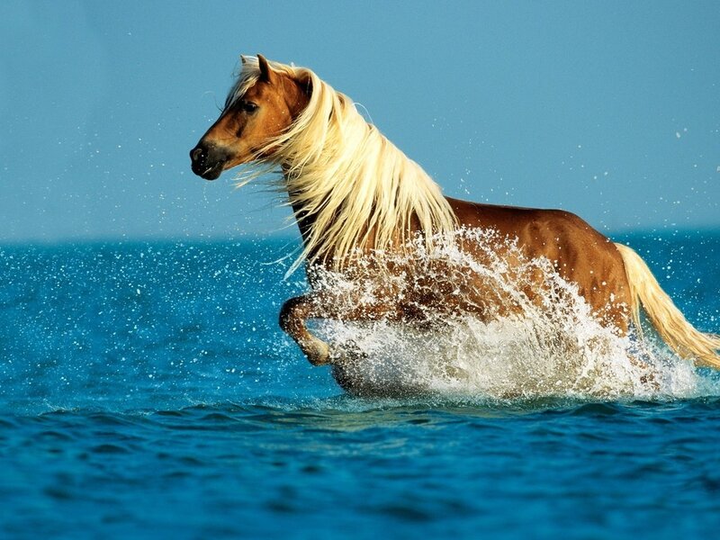 Brown Horse with White Mane — Blue, Dynamic
