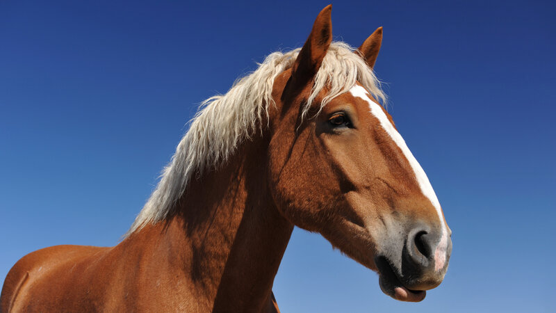 Brown Horse with White Mane — Blue, Serene