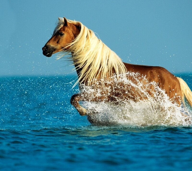 Brown Horse with White Mane — Blue