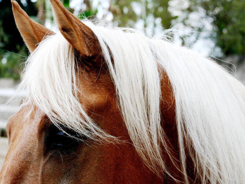 Brown Horse with White Mane — Calm, Afternoon