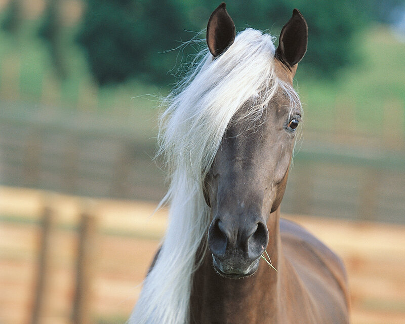 Brown Horse with White Mane — Calm