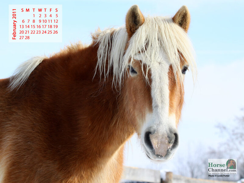 Brown Horse with White Mane — Calm, Winter