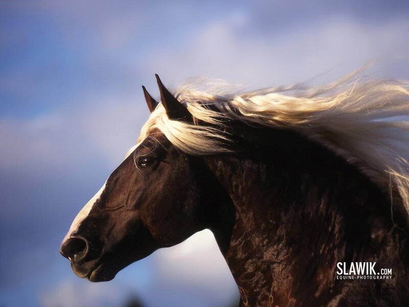 Brown Horse with White Mane — Dramatic, Photograph