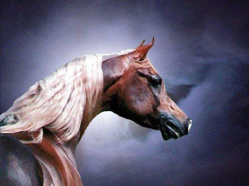 Brown Horse with White Mane — Dramatic