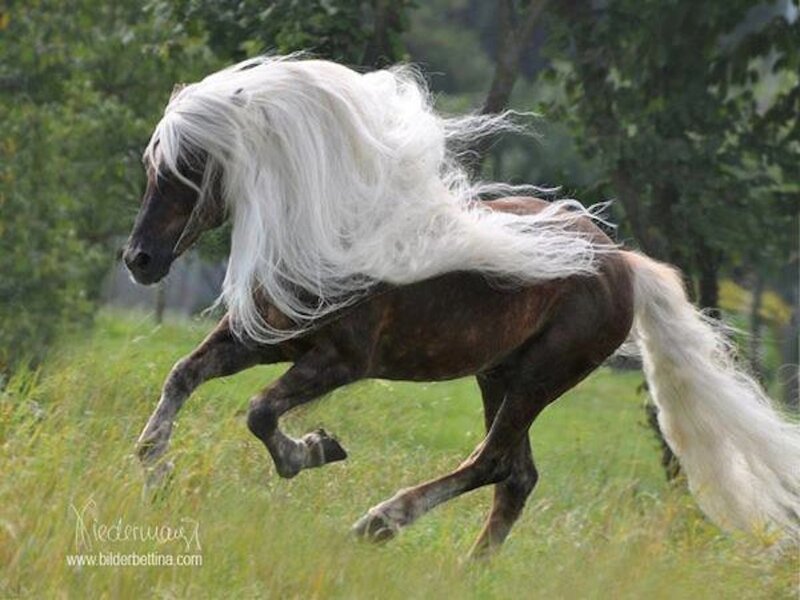 Brown Horse with White Mane — Dynamic