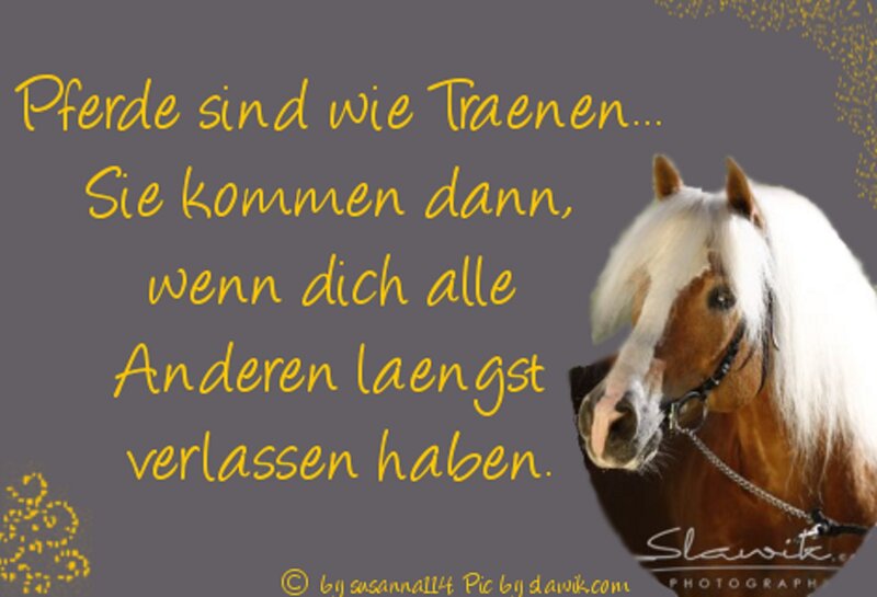 Brown Horse with White Mane — Gray