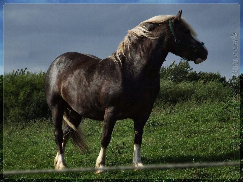 Brown Horse with White Mane — Green, Calm