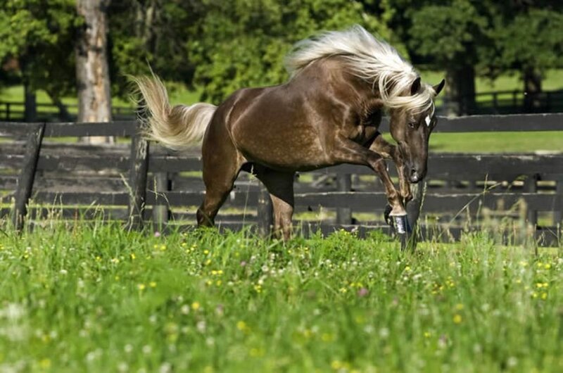 Brown Horse with White Mane — Green