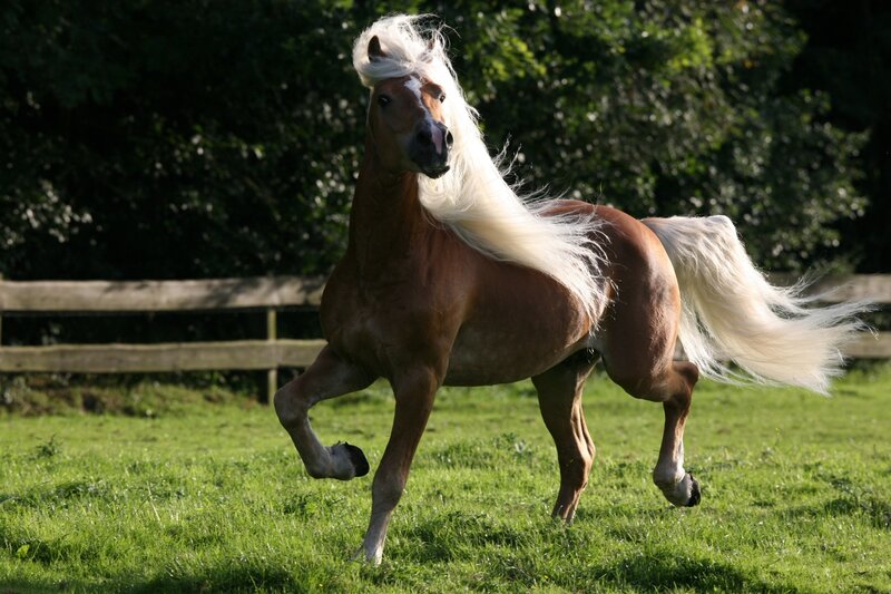 Brown horse with white mane running