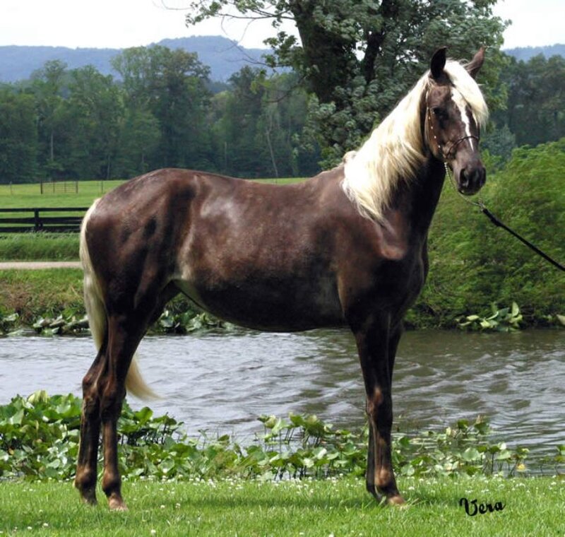 Brown Horse with White Mane — Serene, Afternoon