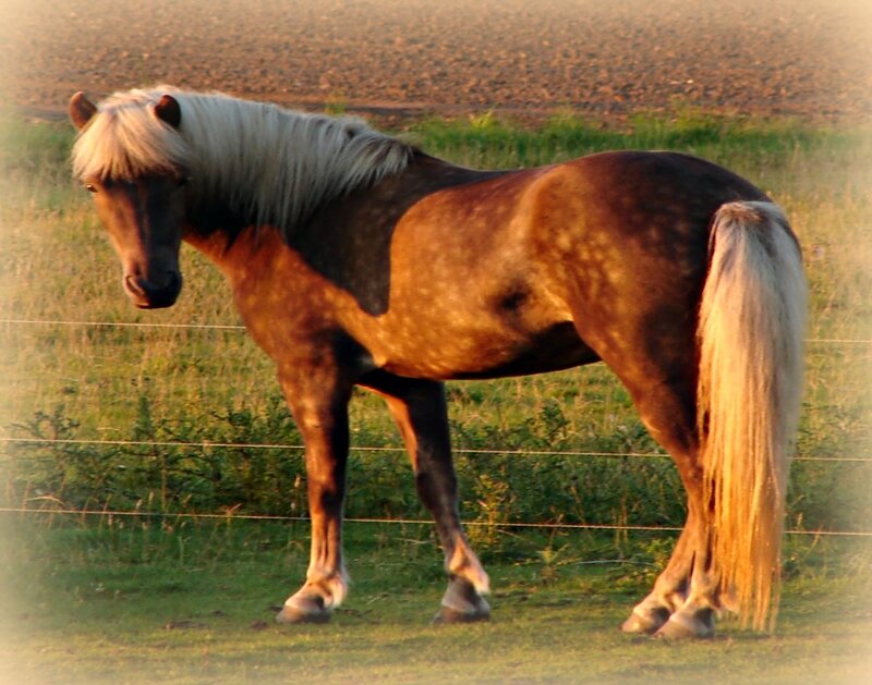 Brown Horse with White Mane — Serene, Sunset