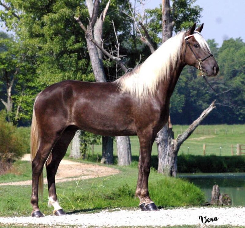 Brown Horse with White Mane — Serene
