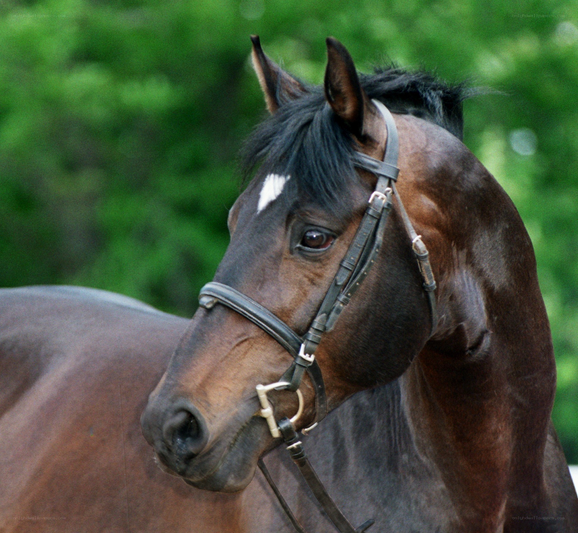 brown horse with white marking