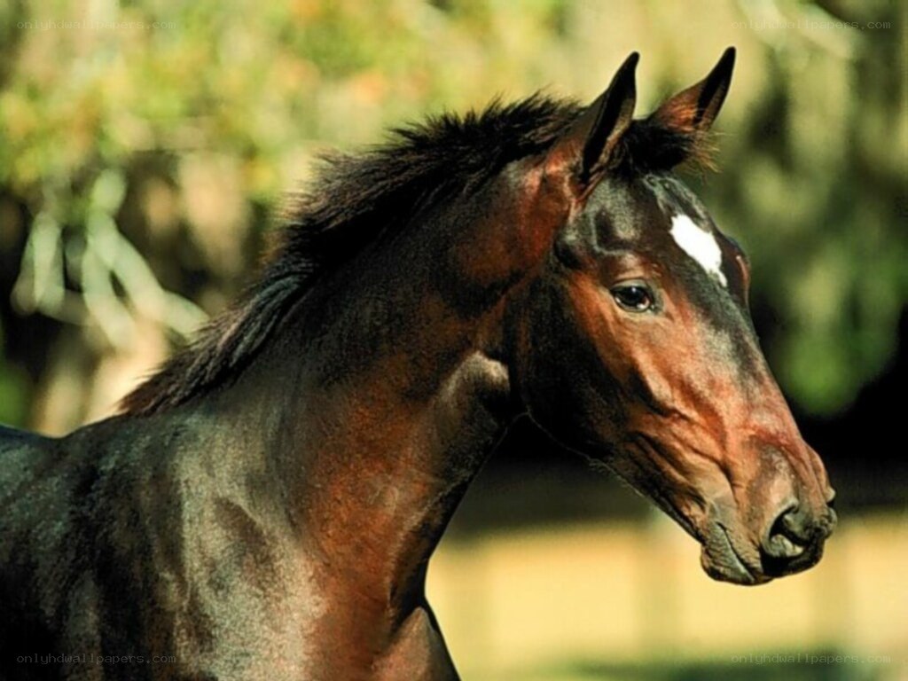 brown horse with white marking