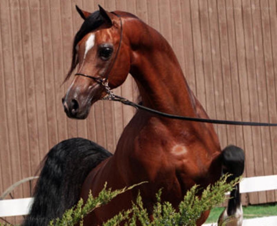 brown horse with white marking