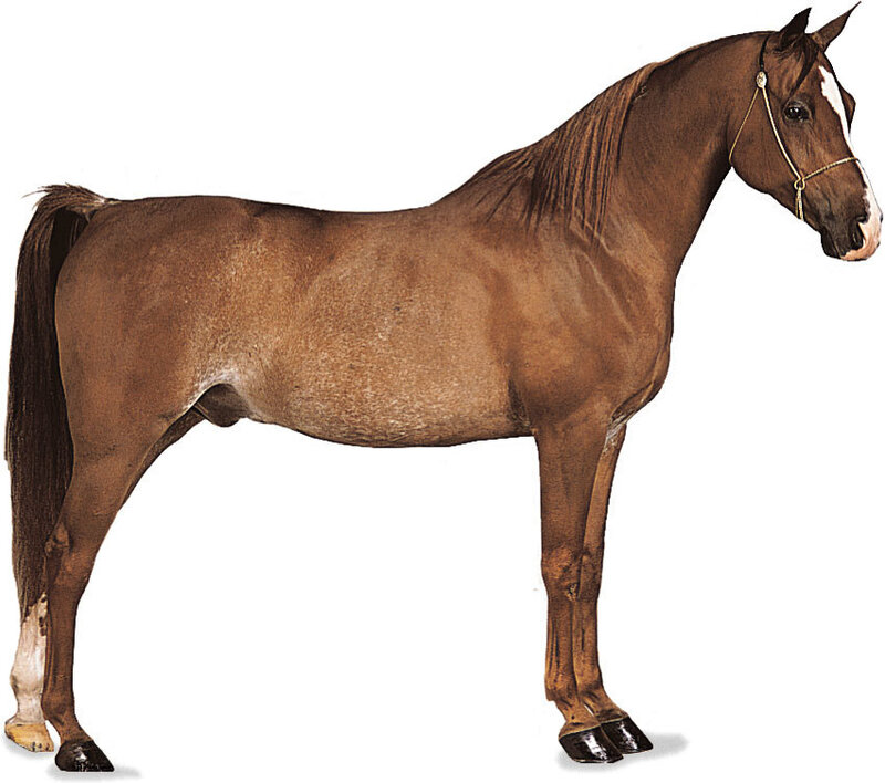 brown horse with white marking