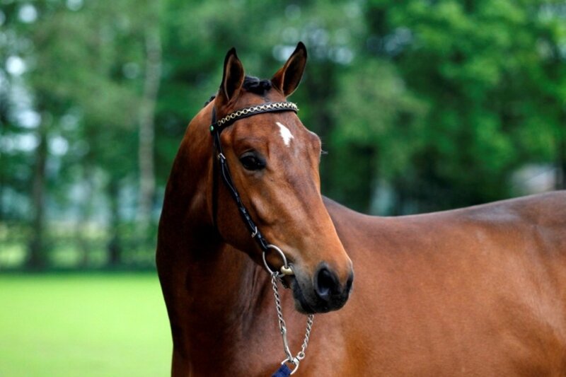 Brown Horse with White Marking — Calm, Afternoon, Photograph, Trees, Grass